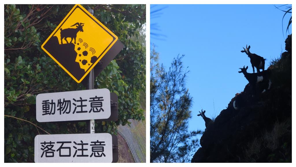 告示牌警告「小心山羊」!他抬頭嚇壞:不是開玩笑…