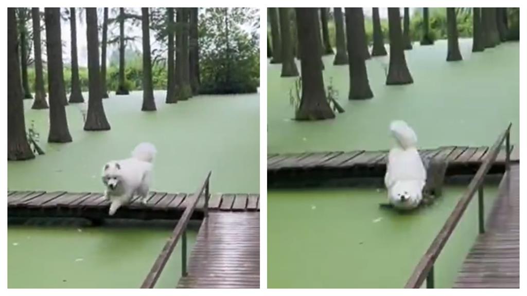 誤把湖水當草地…薩摩耶「微笑跳水」瞬間全被拍