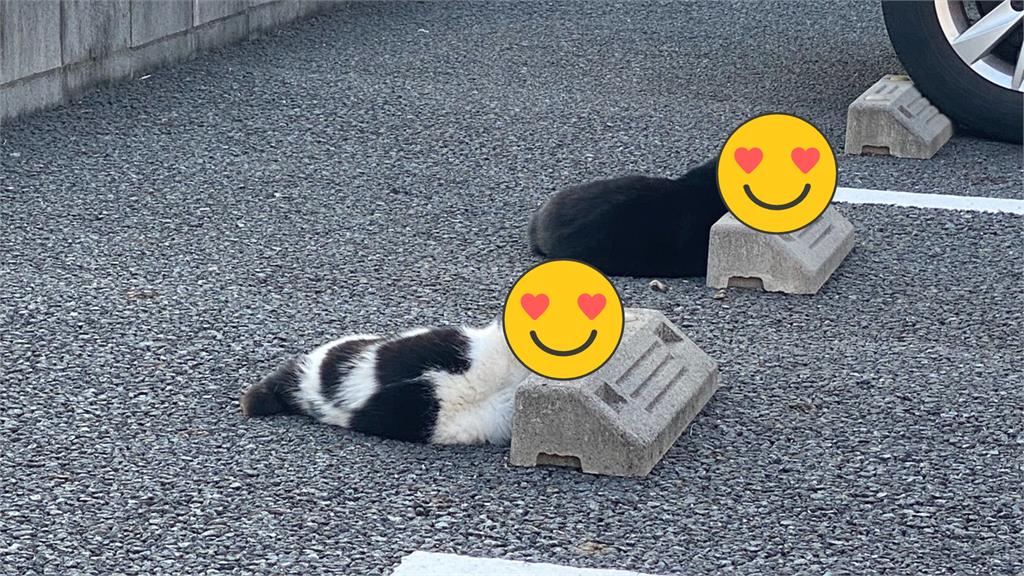 賓士喵趴輪擋饋頭昏睡!可愛惡霸網瘋喊:這車位我讓