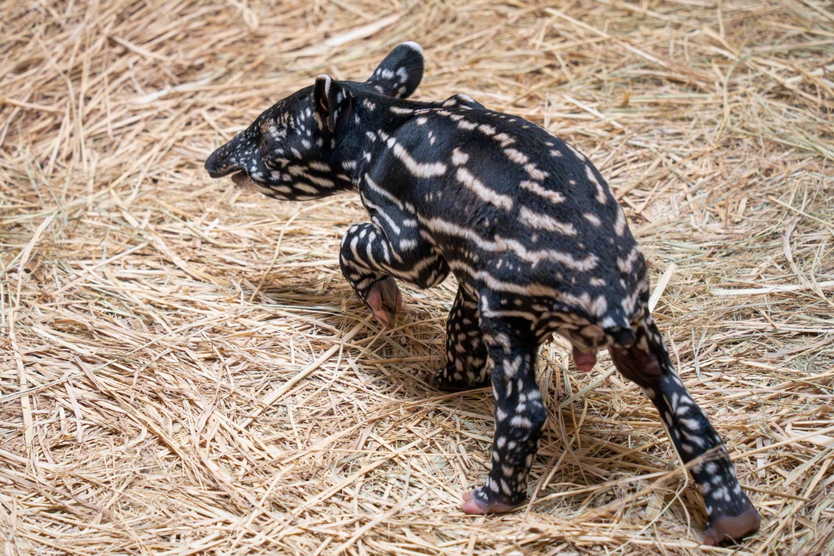 馬來貘寶寶滿月 動物園邀您發揮創意取名字 7月26日出生的貘寶寶雄父貘樹 母Putri 0