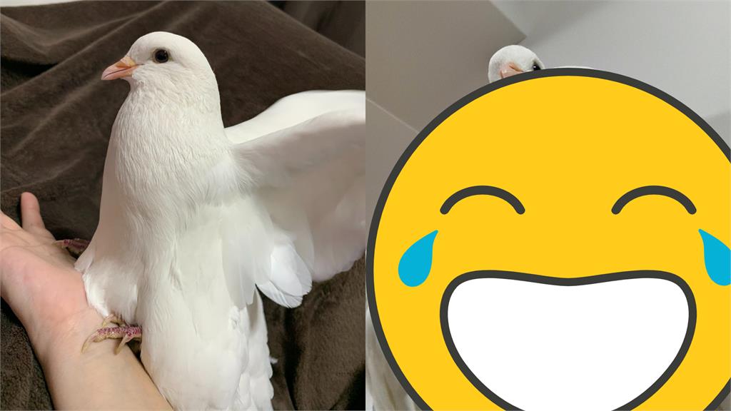 鴿子「巨人胸肌」體格太猛!180萬網友全嚇歪