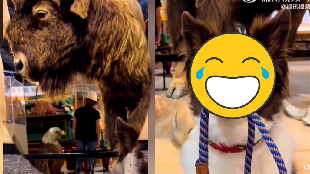 膽小狗見棕熊標本嚇壞!「咧嘴笑狂發抖」全被拍