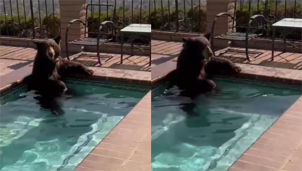 美國加州熱爆啦!大黑熊私闖豪宅消暑游泳!網笑歪