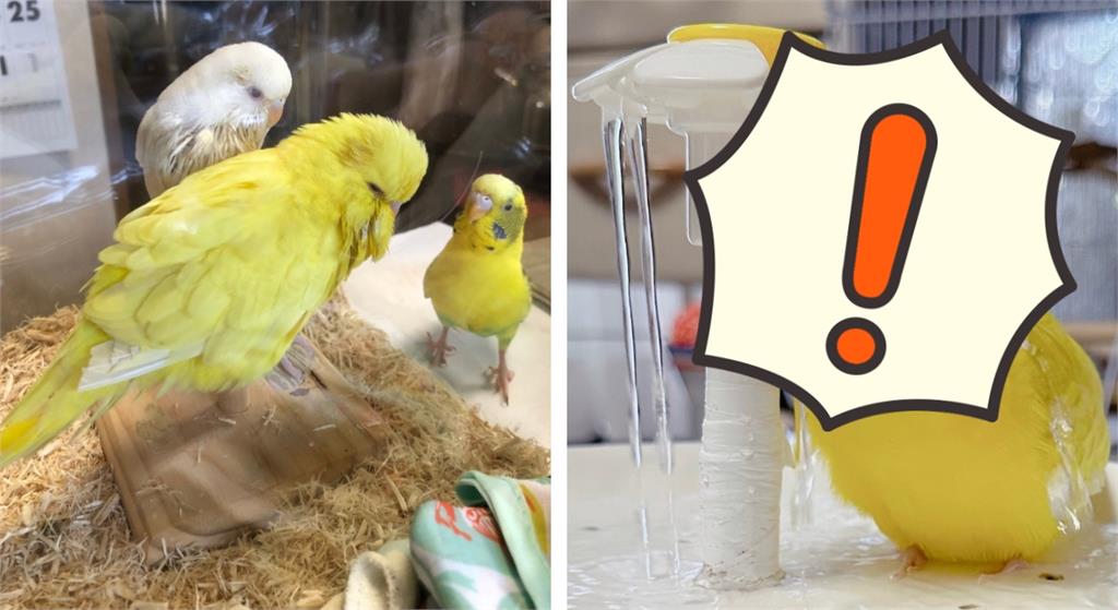 長尾小鸚鵡「厭世淋浴」眼神死!心碎一幕全被拍