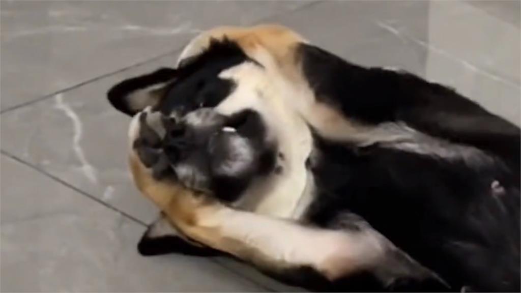 黑柴聽孩哭聲大崩潰!「痛苦反應」網一看超心疼