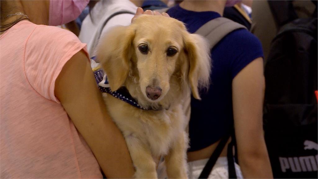 公版寵物保險9/1上架 理賠條件變嚴格