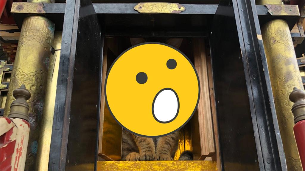 木匠修神龕見虎爺顯靈!牠霸氣入座震驚9萬人