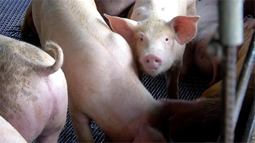 8縣市豬價每公斤破百元創紀錄!業者:近期達高點