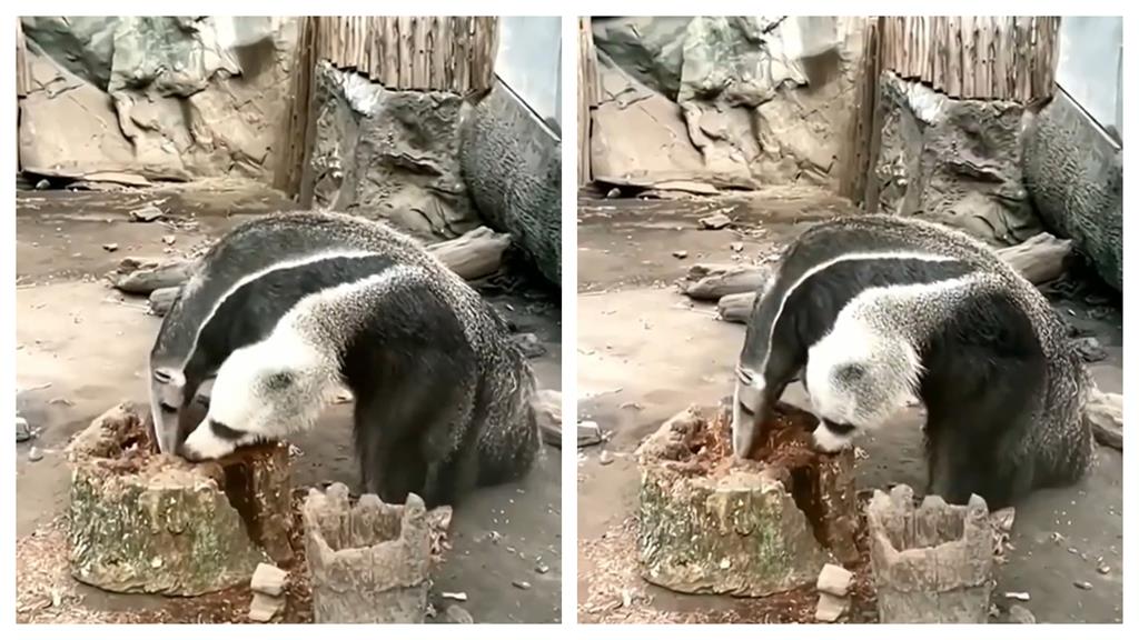 動物園驚見「雙頭食蟻獸」搶食?詭異一幕網全嚇壞