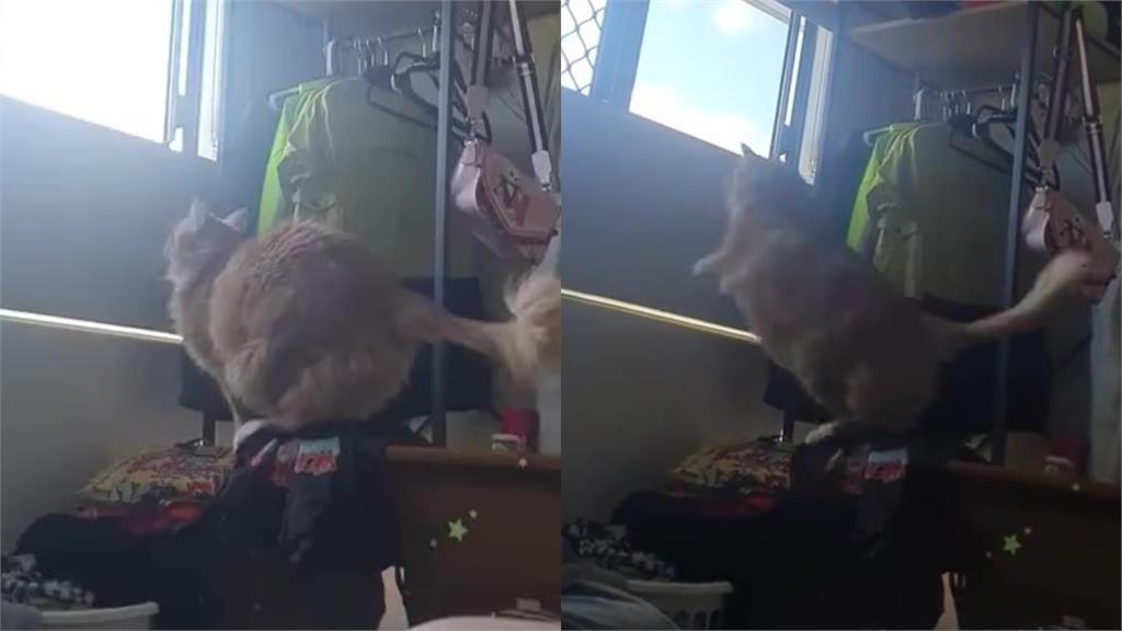 超胖橘貓蓄力19秒猛跳窗!斷崖式墜毀百萬網笑噴