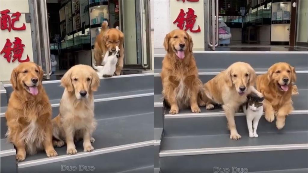 臭跩貓不願拍全家福!狗兄弟「整尊抓起」強押硬拍