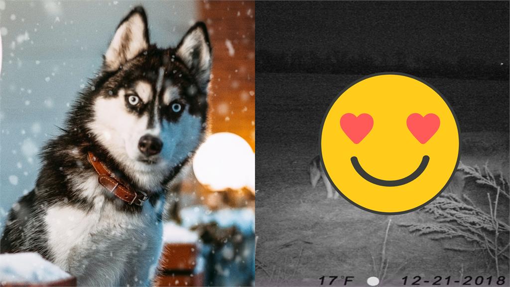 二哈逃家3天!「監視器曝光真相」主人吐血了