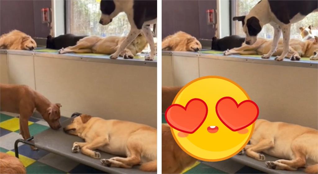 拉拉睡翻「狂說夢話」吵醒同伴!超暖結局感動3萬人