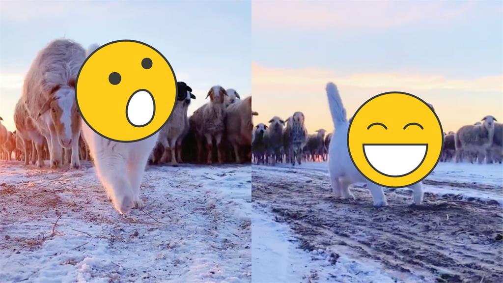 百萬人圍觀「牠」領羊群回家 網:牧羊新品種?