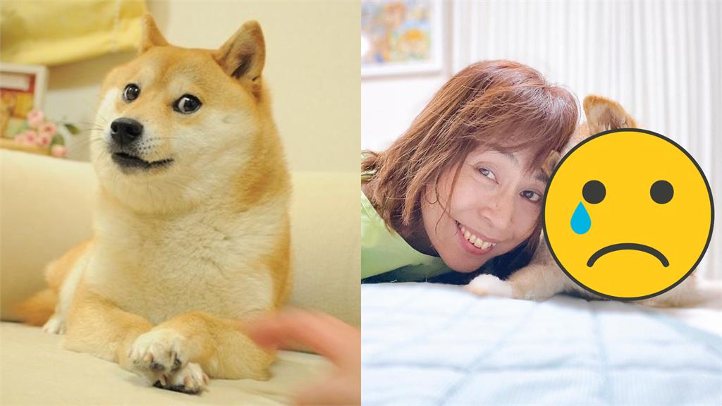 17歲迷因柴犬收安樂死建議!飼主淚崩斷更2個月