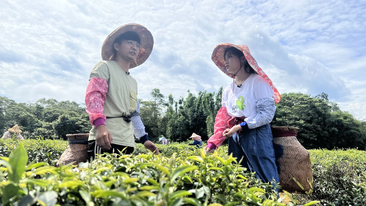 《趣桃Chill嗨嗨》直擊龍潭百萬好茶的生產基地，實際體驗製茶過程。 0