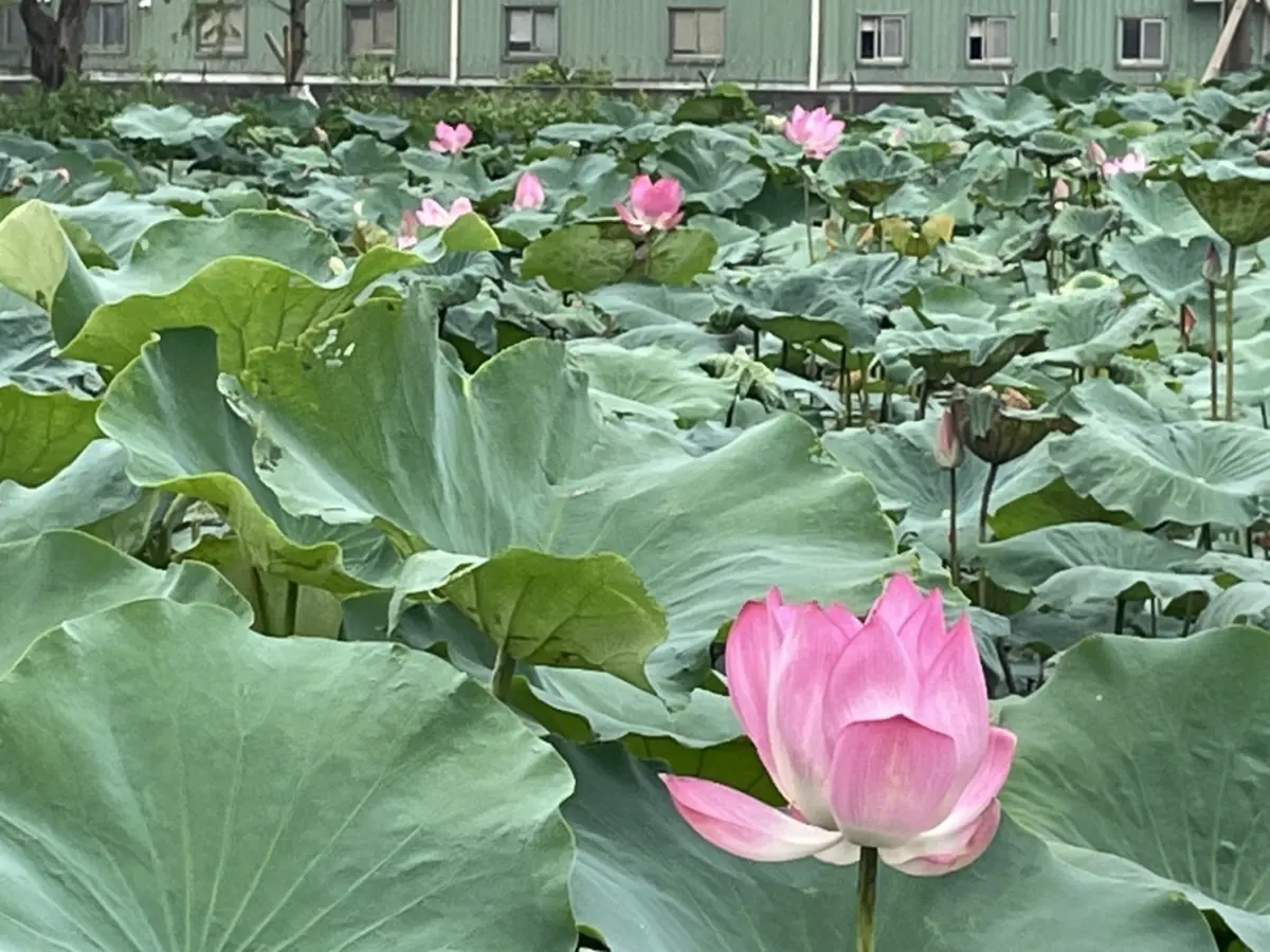 桃林鐵路秘境荷花池大公開 邀民眾體驗鐵路歷史時光 桃林鐵路秘境荷花池大公開 邀民眾體驗鐵路歷史時光