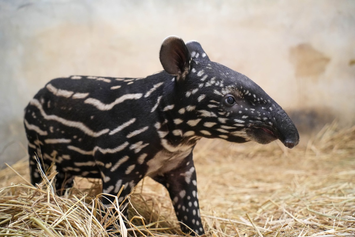馬來貘寶寶滿月 動物園邀您發揮創意取名字 貘寶寶探索環境中27日齡 0