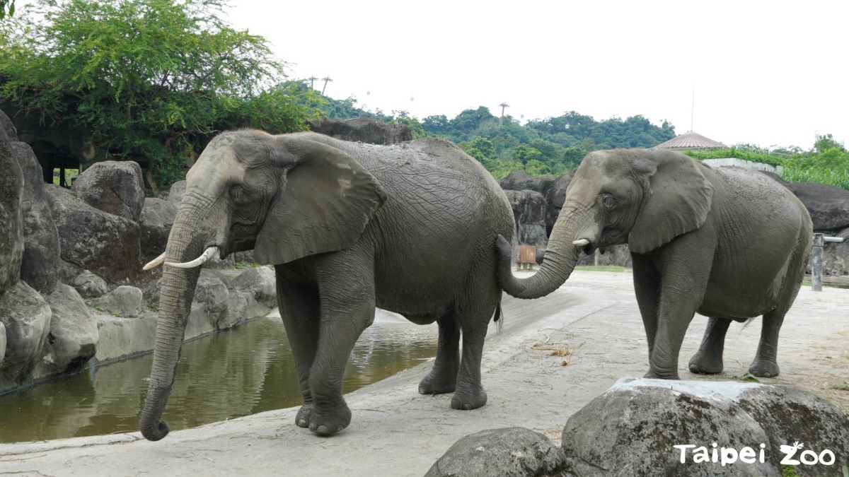 動物園路跑活動今起開放報名 用行動支持認養計畫 非洲象的遷徙旅程面臨著覬覦象牙的盜獵者是非洲象生存的最大危機 0