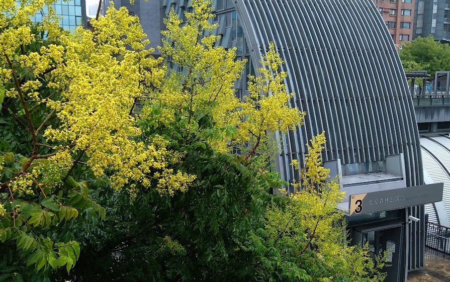 副刊/台灣欒樹開花時,想起朋友,馬哈