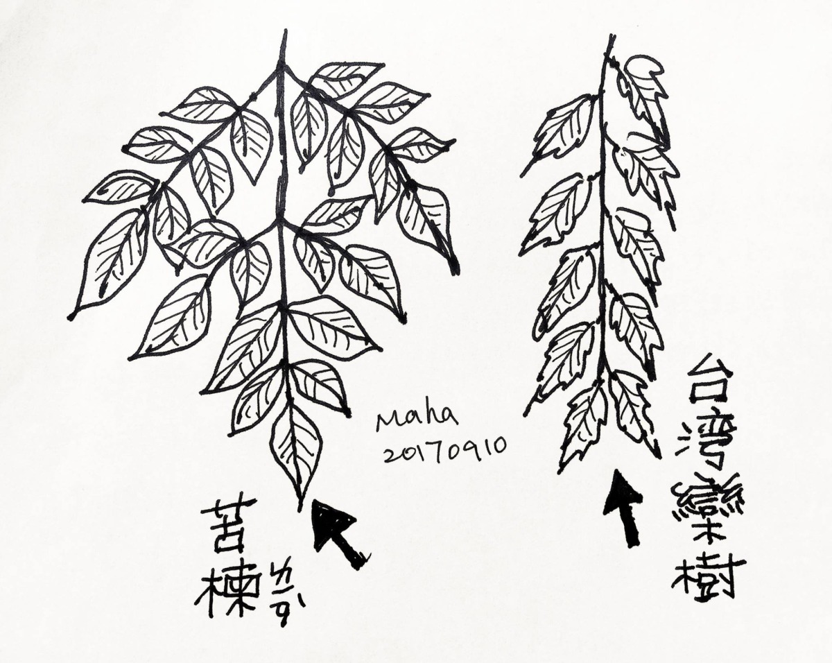副刊/台灣欒樹開花時,想起朋友,馬哈 0902馬哈手繪 0