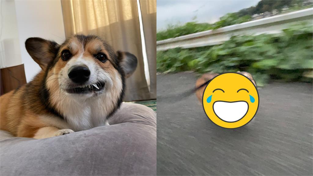 我先下班了!柯基突暴衝「表情猙獰0形象」笑翻網