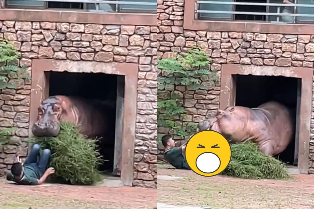 人類勸河馬別打架下秒「反被追殺」!嚇到跌倒慘摔