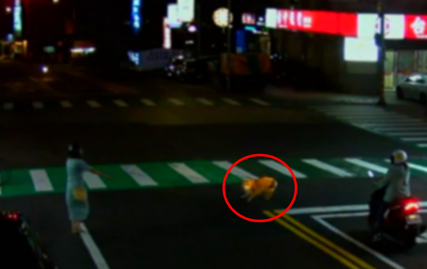 【有片】毛小孩掙脫牽繩馬路亂竄 駕駛一排乖乖等待