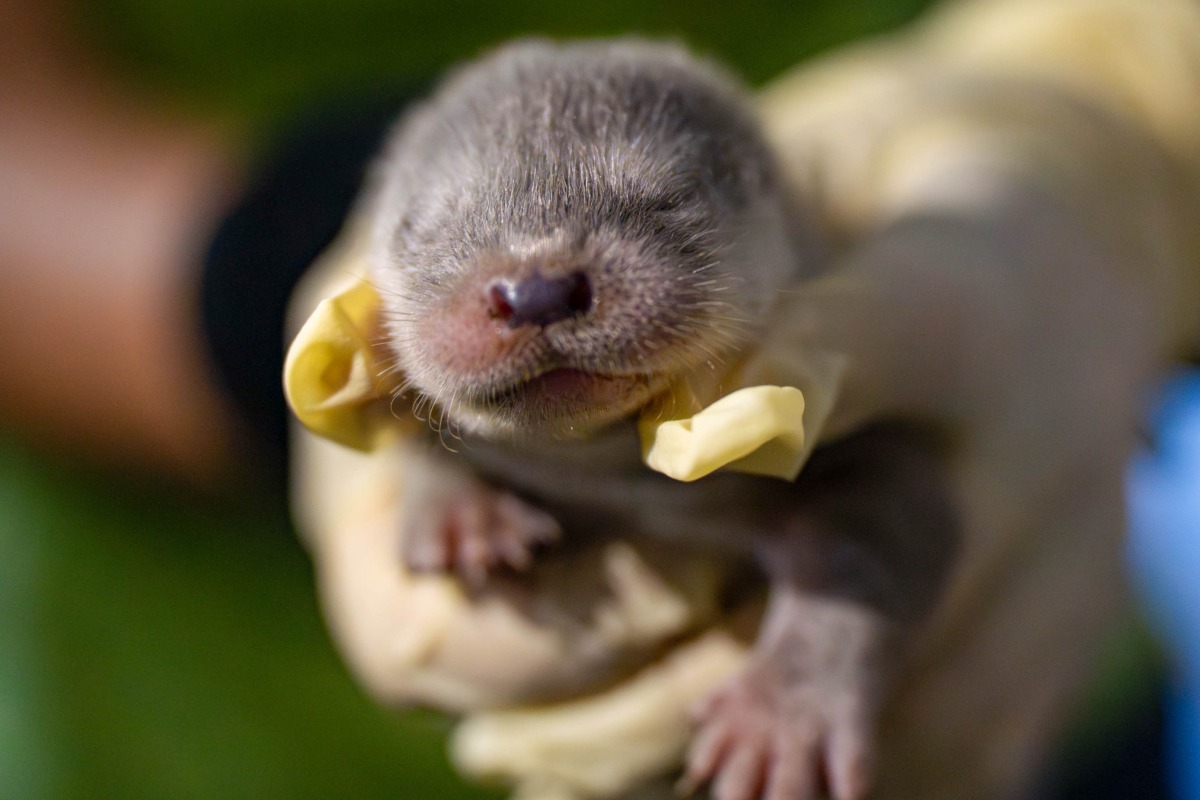 歐亞水獺姊妹滿月萌樣曝 活力充沛穩定成長