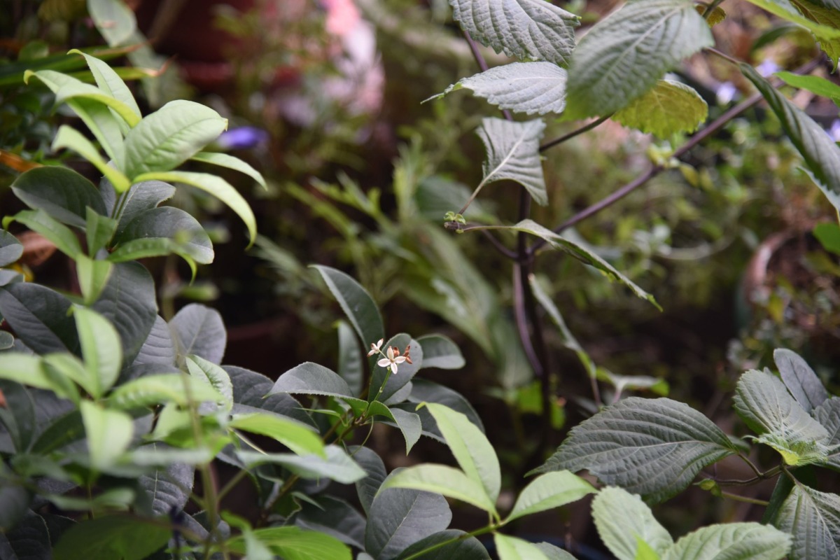 副刊/幸福,雖然酸楚——屬於我們手的故事