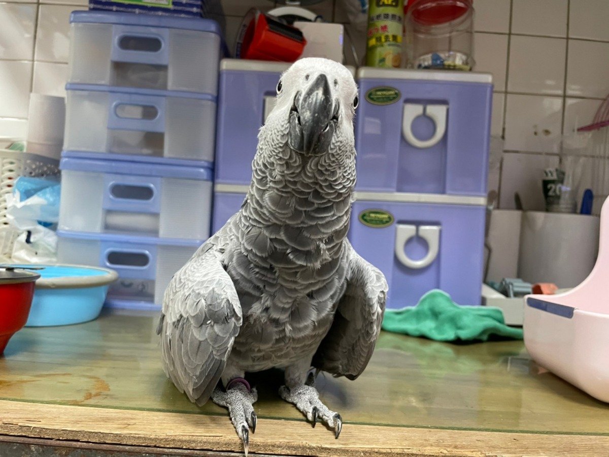 桃園市寵物嘉年華 特寵認養等你來同樂