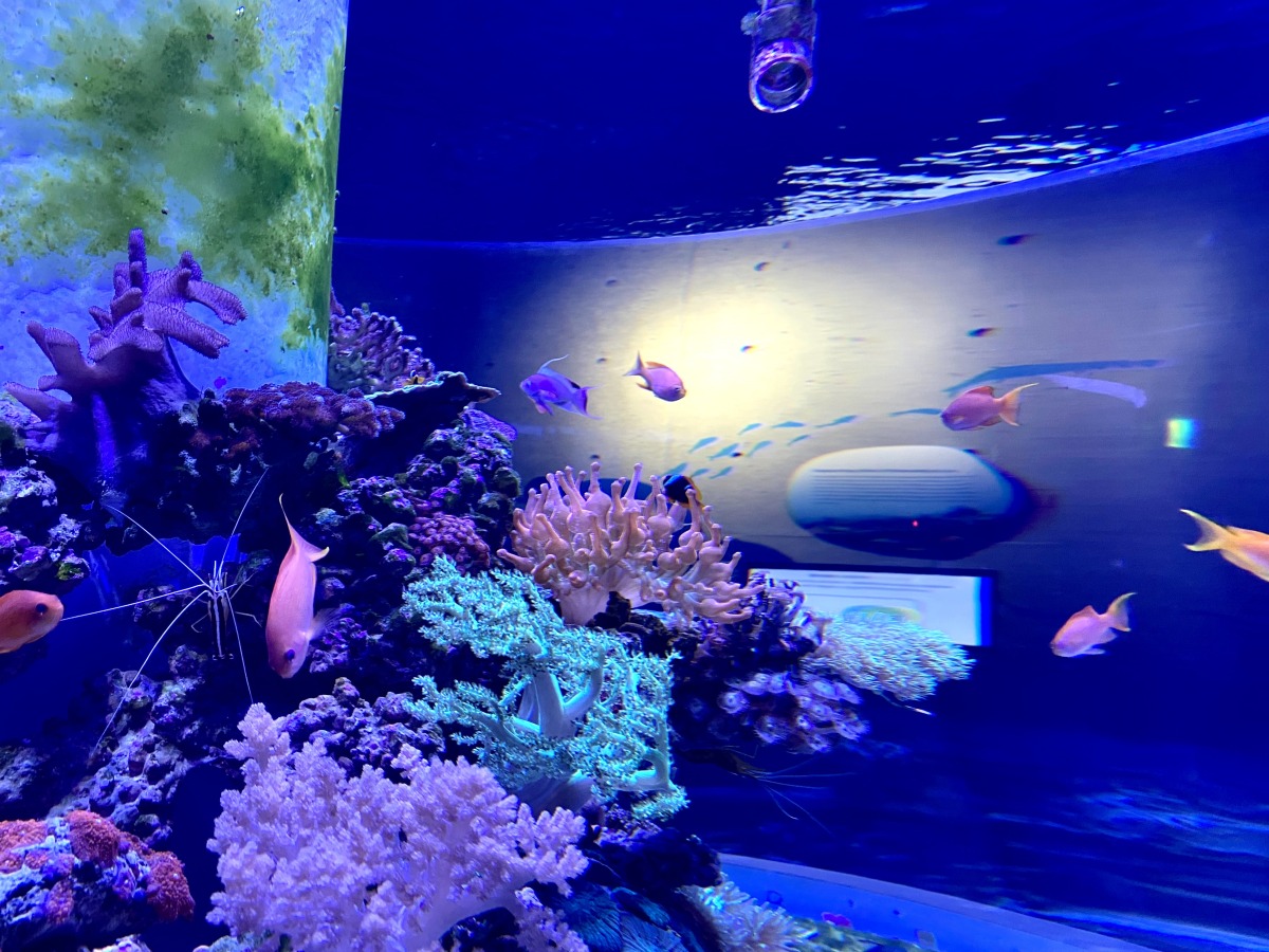 這些珊瑚俗名超特別 海科館帶你一探究竟 2ACA94A4 E37F 42BC 9767 2CED164715BA