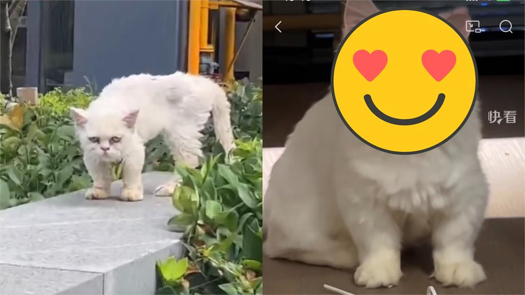 街上「喪屍貓」受傷猛盯!收編後「判若兩貓」美顏回歸