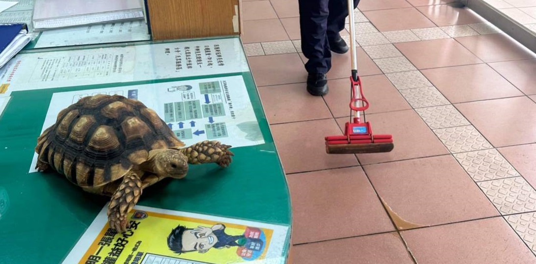 蘇卡達象龜馬路趴趴走 大園警民伸援結束流浪記