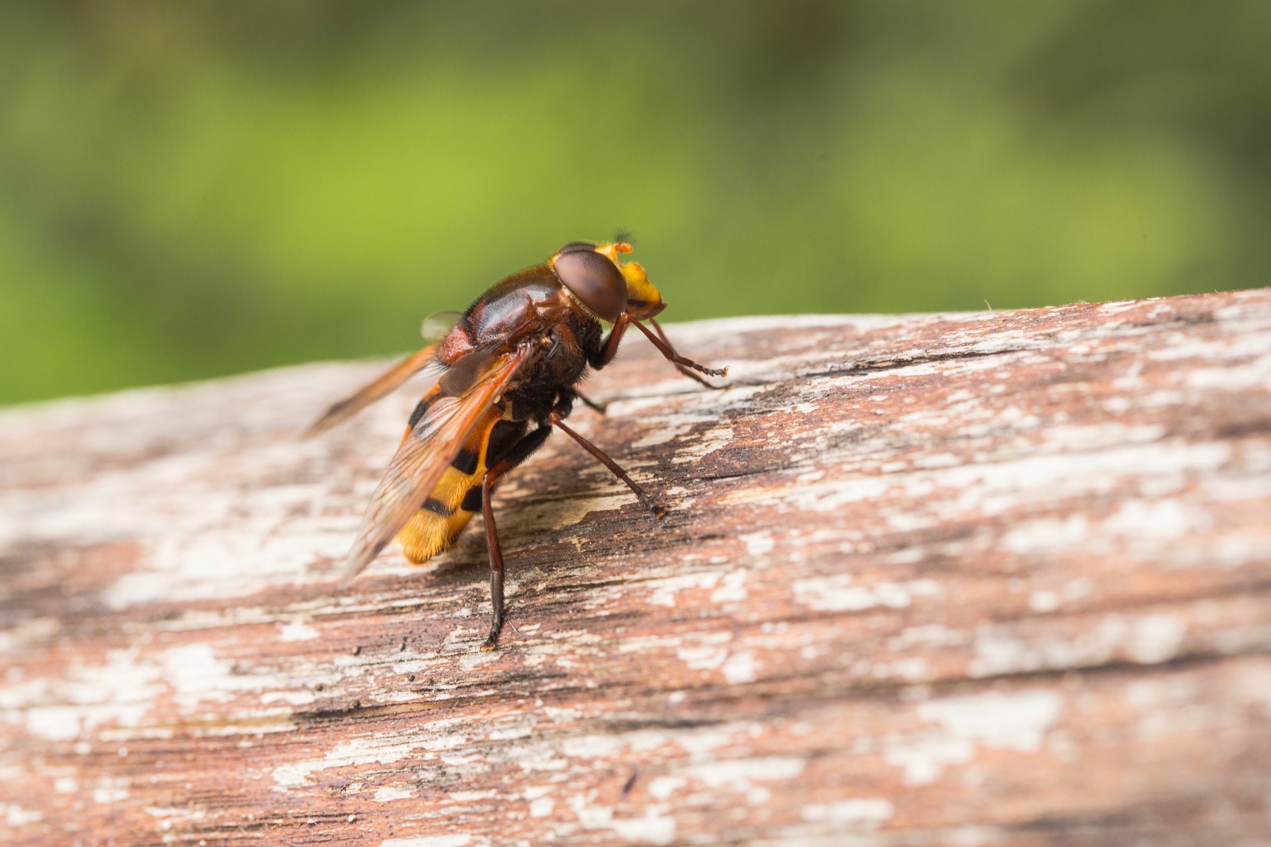 防登山遭蜂群攻擊 桃園農業局曝保命方式 hornet mimic hoverfly volucella zonaria batesian mimic scaled