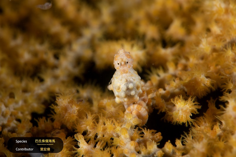 2023潮境年度生物代表照。攝：葉宏偉