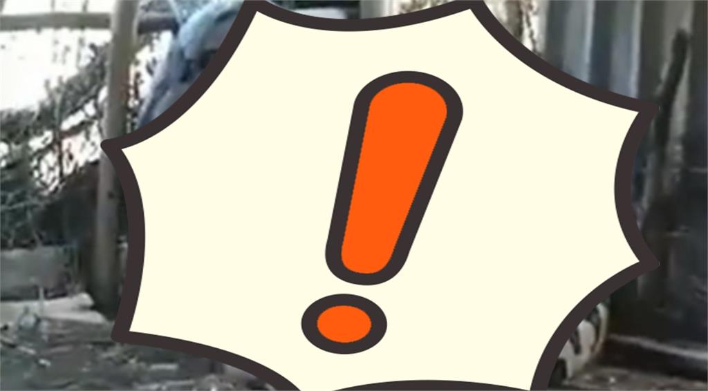 電影都是真的?印度「災害級巨蟒」比樹幹還粗嚇壞鄉民