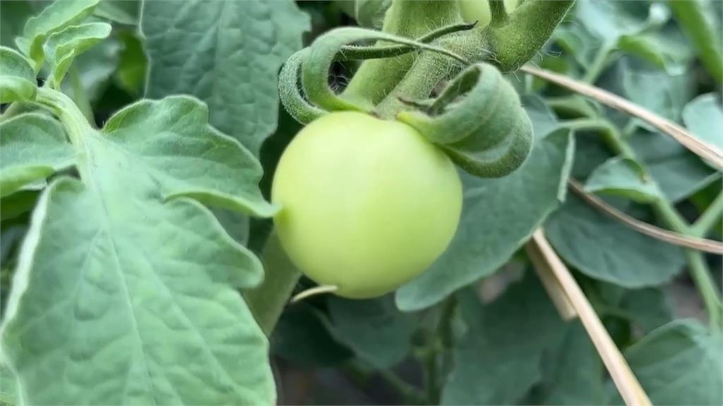 備戰「小犬」颱風 農民一早搶收 小白菜漲幅142%