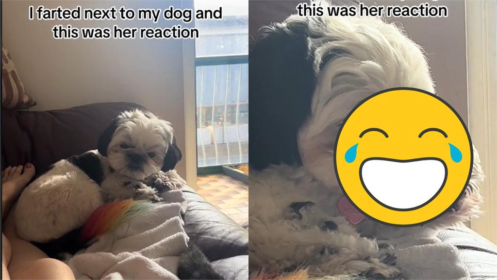 主人突放臭屁!西施犬嫌棄「狠瞪摀鼻」笑翻全網
