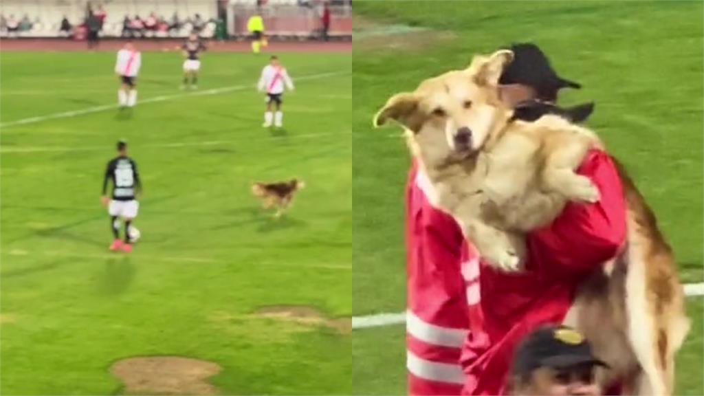 Q萌大狗疾馳抄截!慘遭驅逐超無辜:我的球