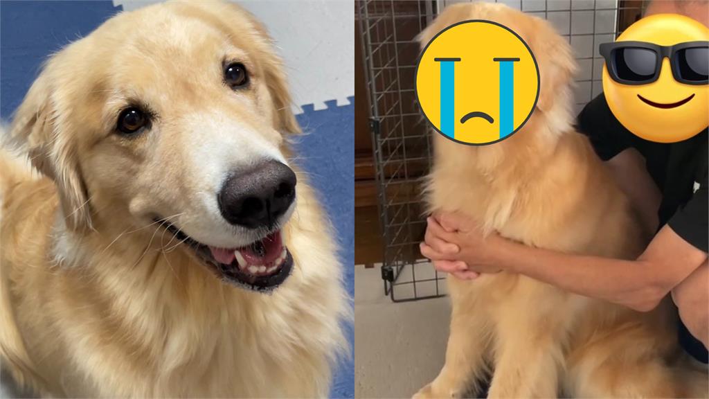 黏人阿金「眼角下垂」超悲傷 飼主目睹全程看傻