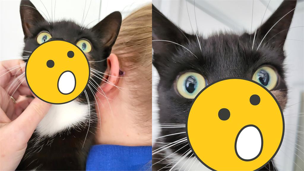 黑貓「雙鼻三孔」太醜遭拋棄!網一看融化:超萌