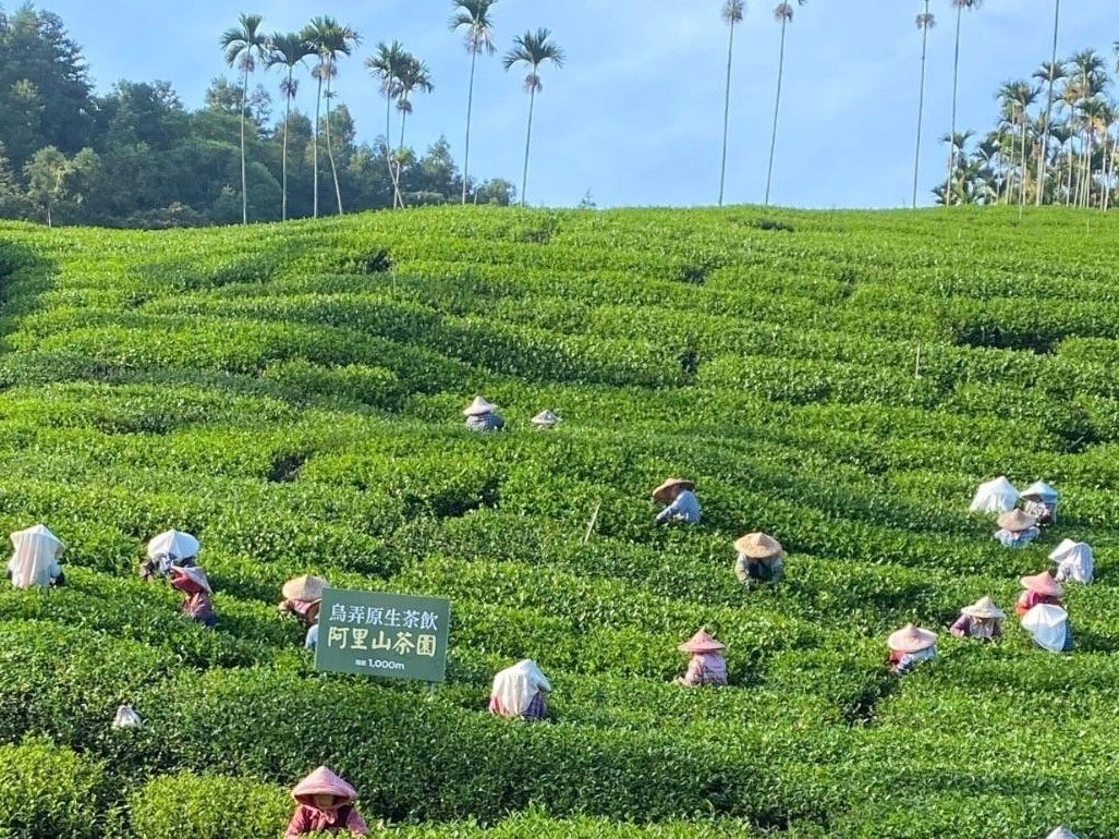 平價星冰樂掀風潮 內行人激推手搖純茶喝這家 烏弄頭等獎好茶只要銅板價 S 17899581 0
