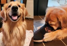 黃金獵犬埋首猛吸主人鞋!上癮慣犯照起底:真香
