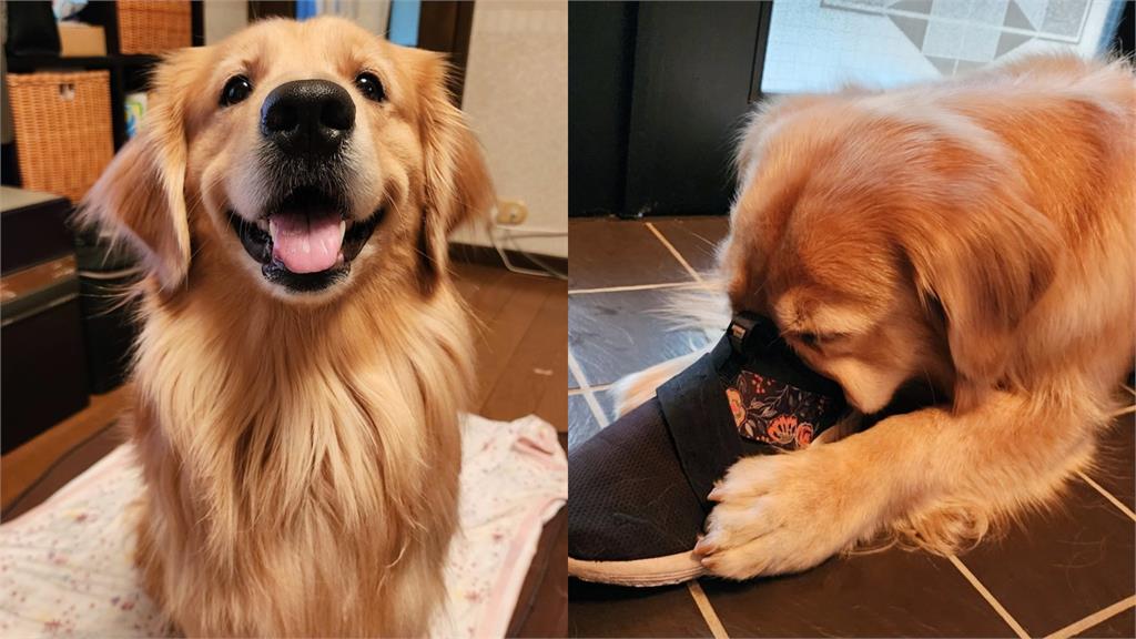 黃金獵犬埋首猛吸主人鞋!上癮慣犯照起底:真香