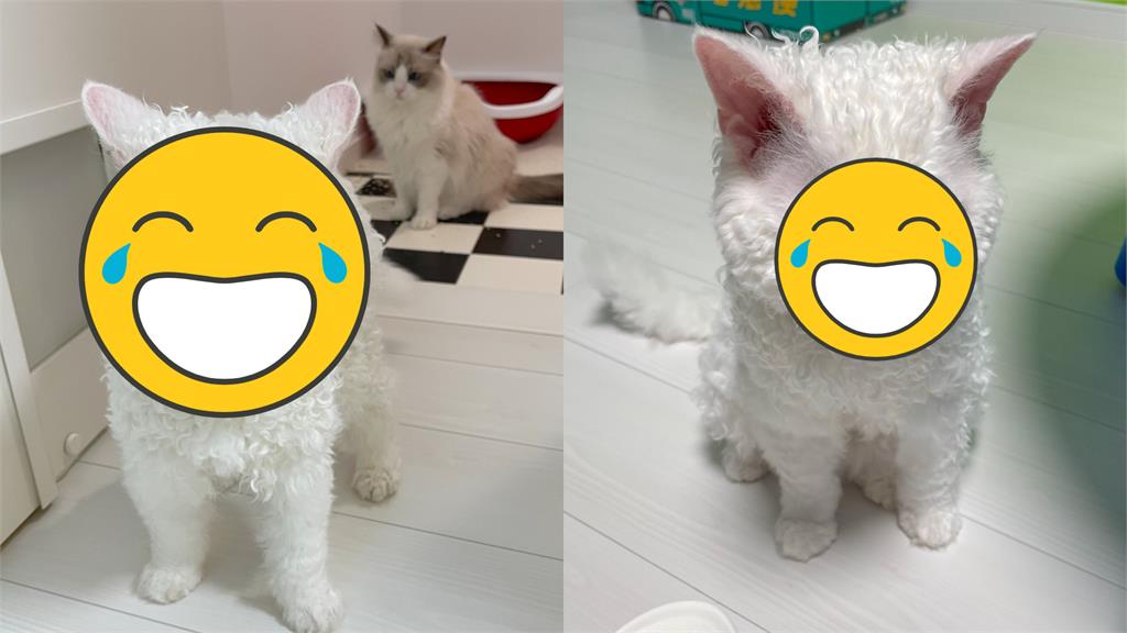 白喵天生「氣噗噗怒臉」太兇狠!百萬網被萌翻了