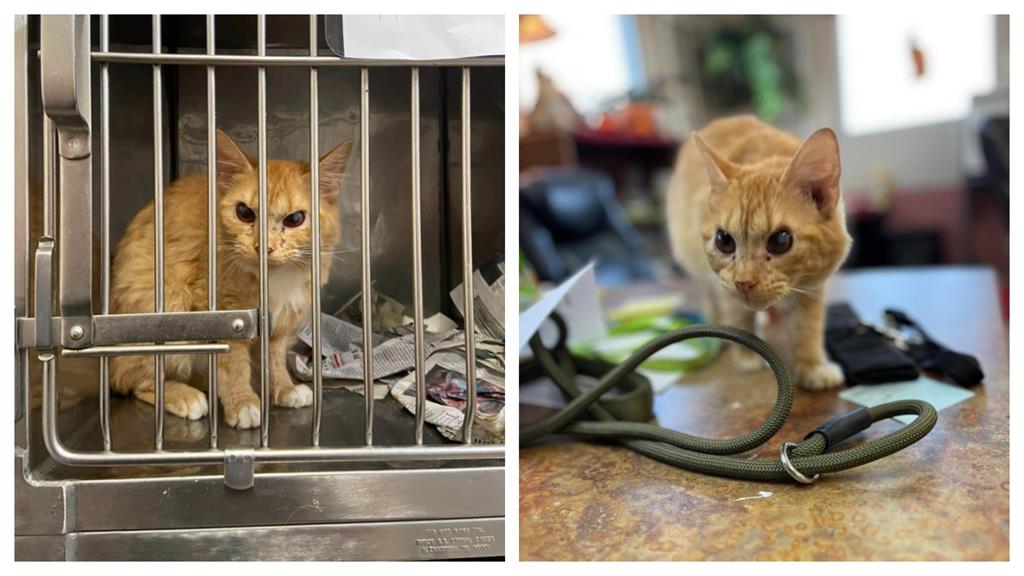 別惹我!收容所「臭臉橘貓」總是氣噗噗…原因惹心疼