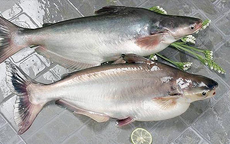 巴沙魚之毒?餐酒館老闆狂勸「千萬別吃」 1108 08