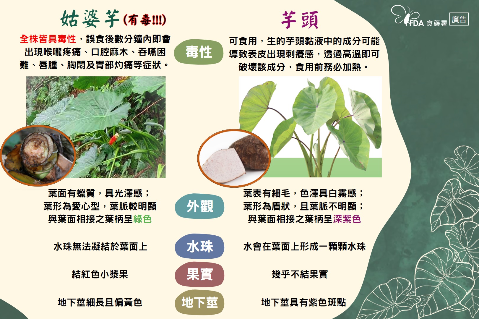 糗!食藥署開記者會教分辨姑婆芋 竟誤拿「千年芋」 1121101新聞稿 懶人包1