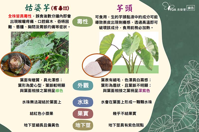 度假酒店用姑婆芋葉子擺盤 害顧客食物中毒 202301101325435